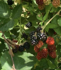 Eastcobbblackberrypicking